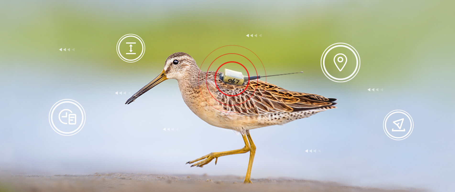 pp模拟器电子游戏物联网整体解决方案，助力小型鸟类实现全球追踪